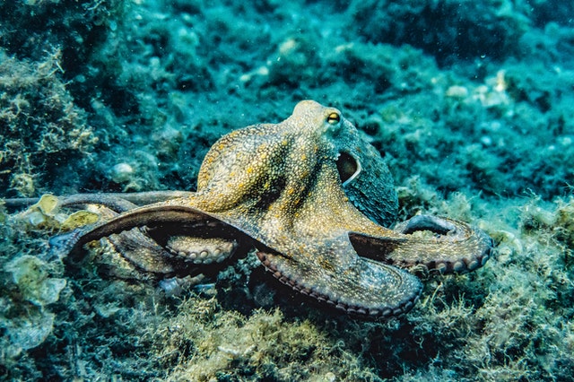 Vlogger Attacked by Octopus She Was Trying to Eat During Live Stream